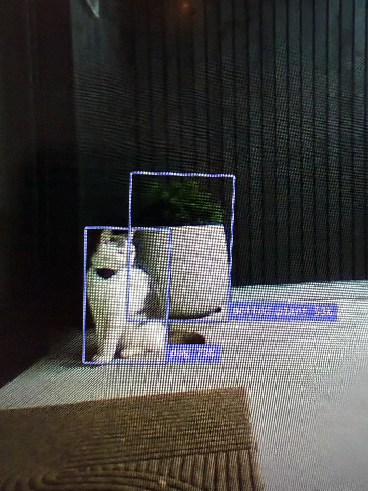 The camera picture in the app: the cat is boxed and labelled dog 73%, the plant pot is labelled potted plant 53%
